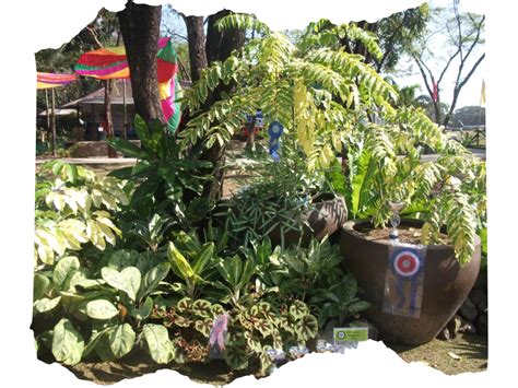 ¡Sumérgete en la magia de la naturaleza: el Jardín Botánico de Quezon!