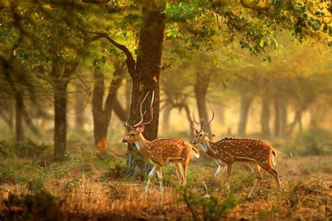 ¡Sumérgete en la magia del Ysterplaat Nature Reserve con una experiencia única para los amantes de la vida salvaje!